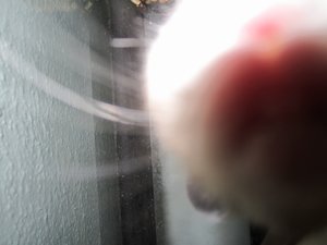 IMG_0687 (800x600).jpg IMG_0687 (800x600).jpg