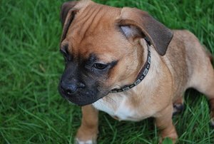 Ayko (4) - Kopie.JPG