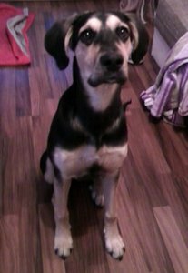 Foto1216 (440x640).jpg