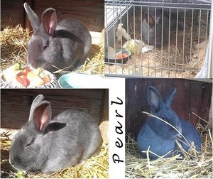 K640_pearl.JPG K640_pearl.JPG