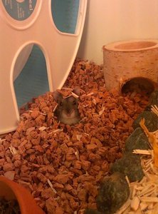 hamsterwettbewerb1.jpg hamsterwettbewerb1.jpg