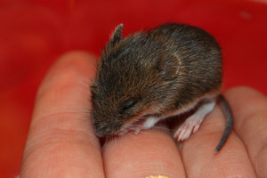 Findelmaus 1.jpg