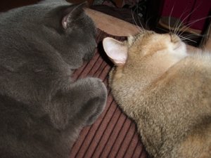 DSCI0006 (500x375).jpg