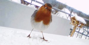 Rotkehlchen1.jpg Rotkehlchen1.jpg