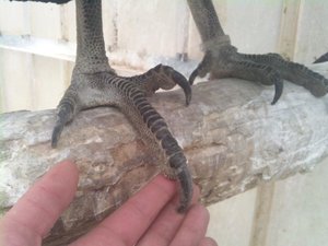 Monsterfänge.jpg Monsterfänge.jpg