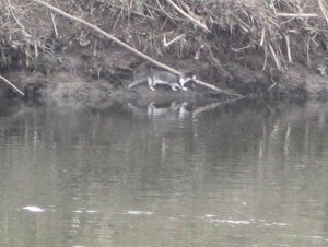 IMG_9787.JPG IMG_9787.JPG