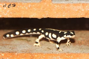 IMG_8829bkc.JPG IMG_8829bkc.JPG