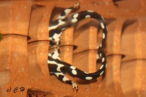 IMG_8845bkc.JPG IMG_8845bkc.JPG