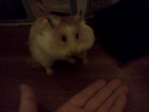 cookie.jpg cookie.jpg