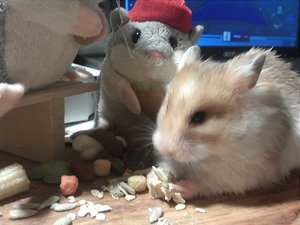 IMG113.jpg IMG113.jpg