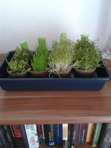 Grünzeugs (480x640).jpg