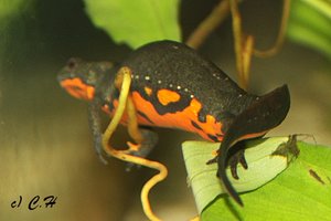 IMG_8822bkc.JPG IMG_8822bkc.JPG