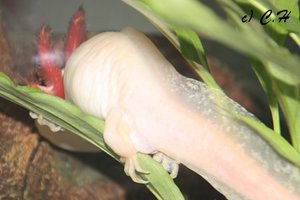 IMG_8894bkc.JPG IMG_8894bkc.JPG