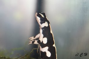 IMG_8927bkc.JPG IMG_8927bkc.JPG