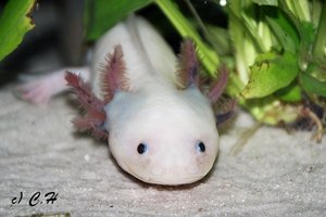 IMG_8934bkc.JPG IMG_8934bkc.JPG