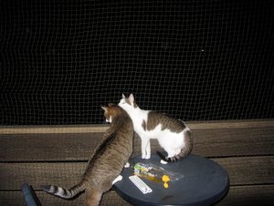 IMG_0440 (Klein).JPG