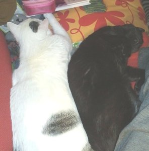 7bho-3co-1b69.jpg 7bho-3co-1b69.jpg