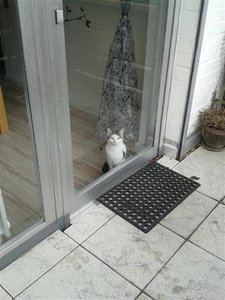 407133_522577487778432_714354951_n (Klein).jpg