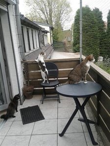 317357_522573074445540_962837434_n (Klein).jpg