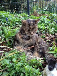 Ruhe in Frieden, meine Liebe Bonnie.JPG