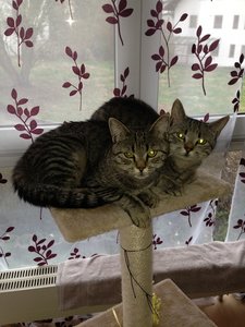 Foto Mieze 4.jpg Foto Mieze 4.jpg