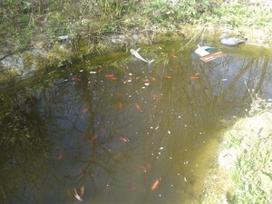 teich.jpg