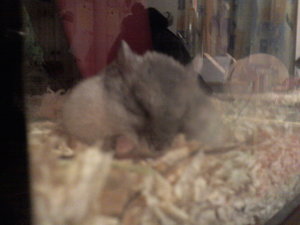 foto0685cu.jpg foto0685cu.jpg