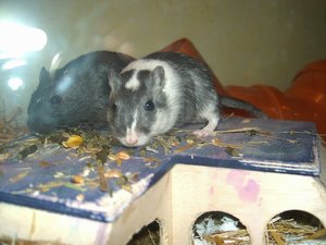 PIC00664 - Kopie.JPG PIC00664 - Kopie.JPG