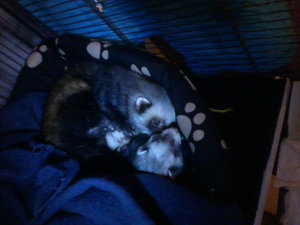 Diego & Piper (2).jpg