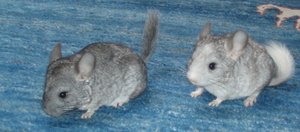 chinchilla babys 12.11.06 (8).JPG