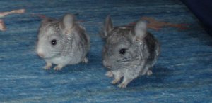 chinchilla babys 12.11.06 (11).JPG