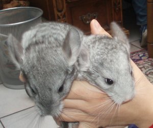 chinchilla babys 12.11.06 (19).JPG