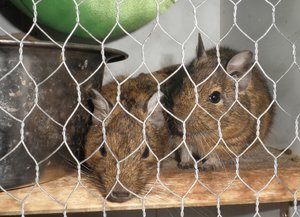 degu (1).JPG