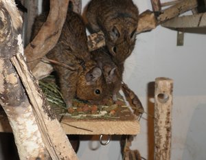 degu (5).JPG