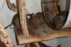 degu (8).JPG
