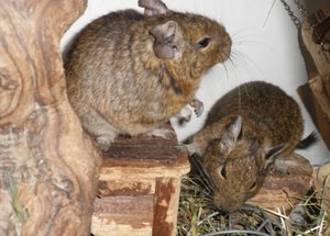 degu (10).JPG