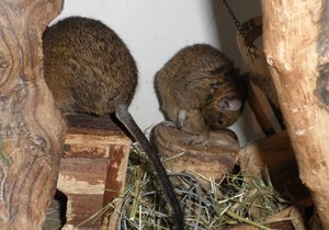 degu (11).JPG