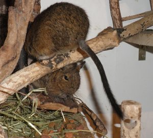 degu (15).JPG