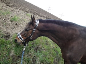 DSC09054_Bildgröße ändern.JPG