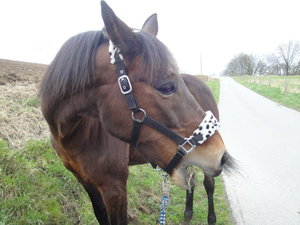 DSC09056_Bildgröße ändern.JPG