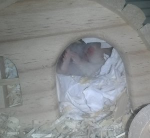 cookie.jpg cookie.jpg