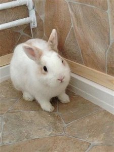 IMG_0706 (Klein).JPG