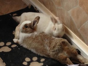 IMG_0726 (Klein).JPG