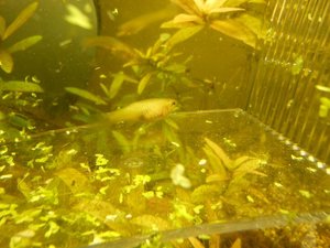 k-Fisch Krank 001.JPG