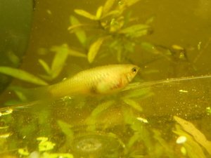 k-Fisch Krank 005.JPG