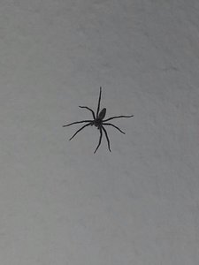 spiderman.jpg spiderman.jpg