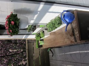 Balkon 04.05.2013 2 (Mobile).JPG