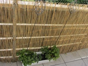 Balkon 04.05.2013 3 (Mobile).JPG