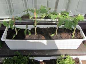 IMG_0081 (Mobile).JPG