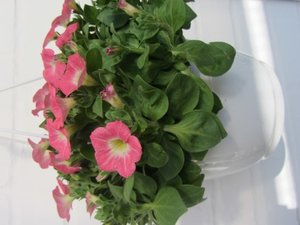 IMG_0084 (Mobile).JPG